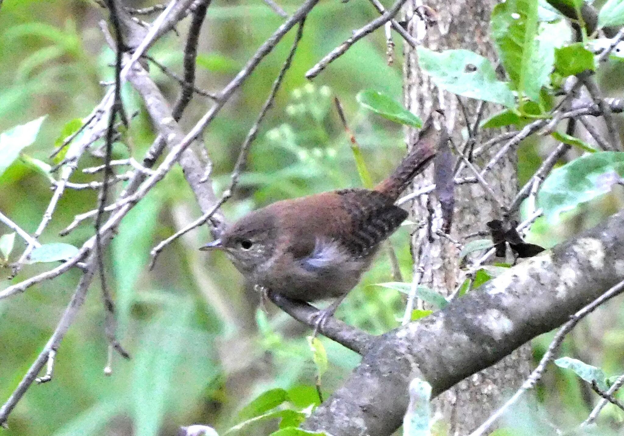 Wildlife Wednesday: Meet the loud, high-energy house and marsh wrens at ...