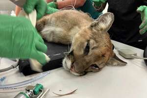 Oakland Zoo refuses to retract statement over mountain lion death