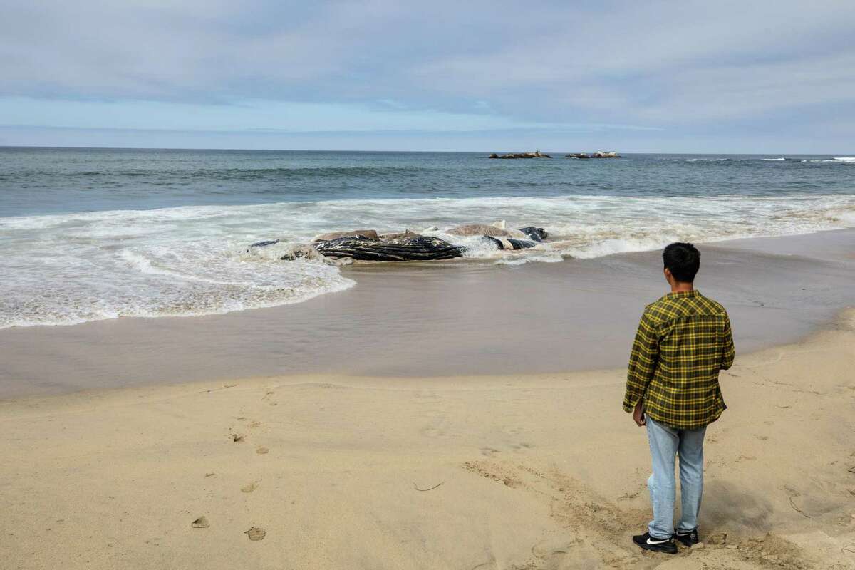 Humpback whale found dead on Half Moon Bay beach likely killed by ship ...