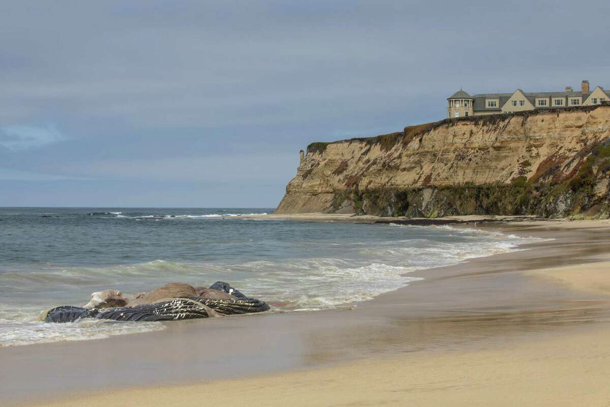 The remains of a dead whale rest on Manhattan Beach in Half Moon Bay, Calif. on Monday, August 29, 2022.