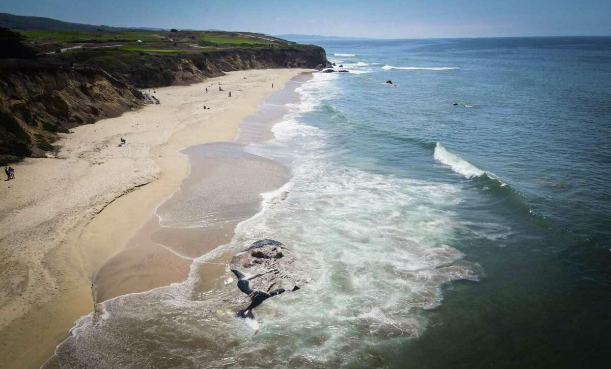 Humpback whale found dead on Half Moon Bay beach likely killed by ship