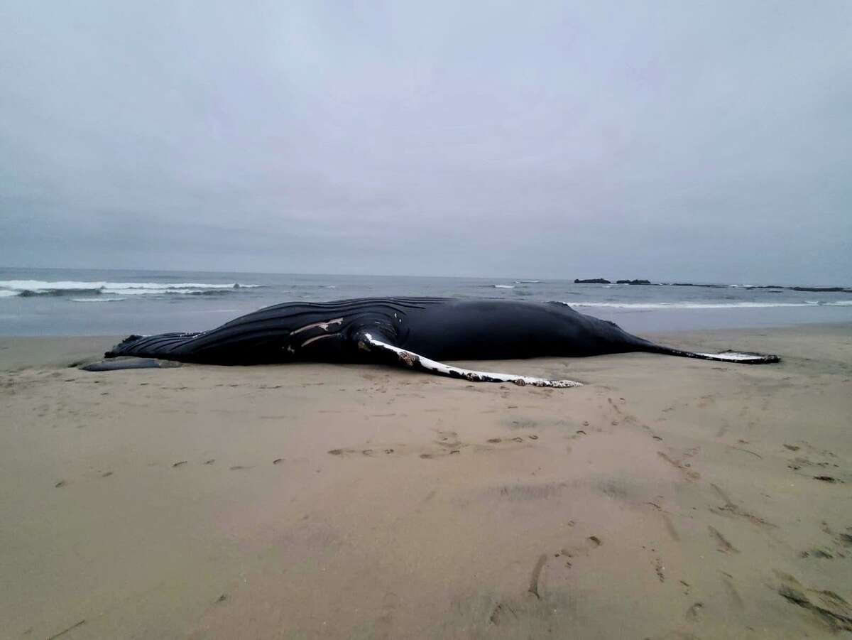 Humpback Whale Found Dead On Half Moon Bay Beach Likely Killed By Ship Strike