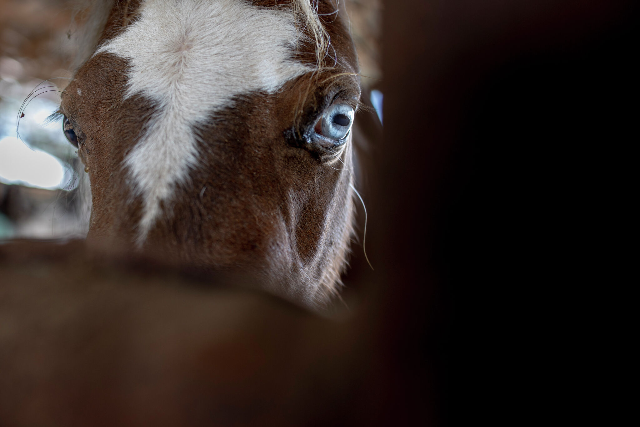 Horseback Riding San Antonio Explore the Wild Side Paraiso Island