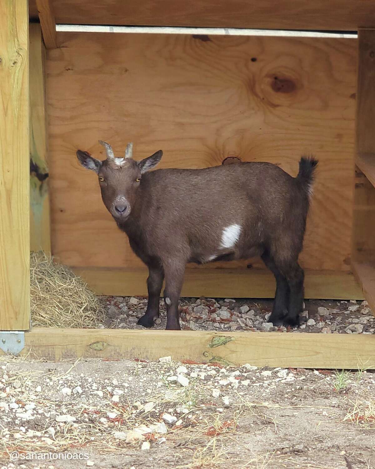 San Antonio's animal care services took in a cute brown goat that was found roaming a local yard.