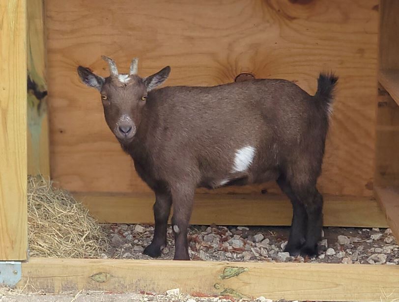 San Antonio's animal care services adds a goat to livestock