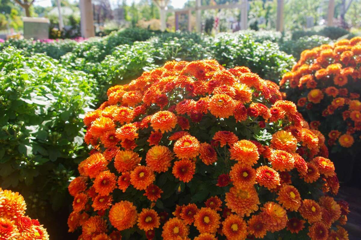 Joe’s Market Basket offers tips to prepare your yard for fall.
