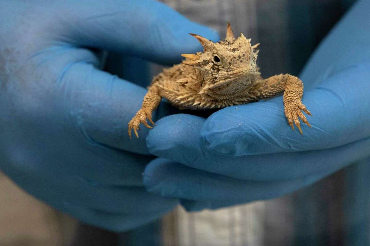 Horny Toad In Texas Getting New Lease On Life