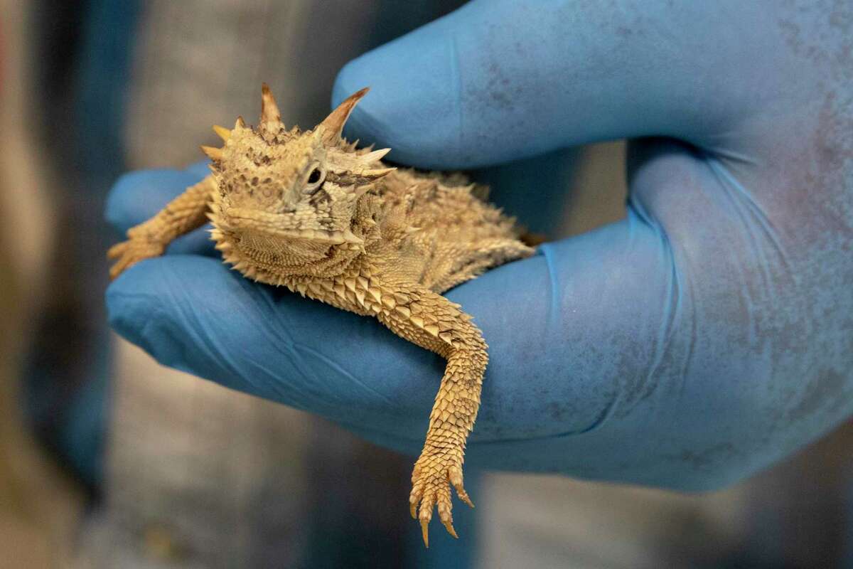 Andy Gluesenkamp, director of conservation at San Antonio Zoo’s Center for Conservation and Research, holds Data, a Texas horned lizard that is being used to help conservation efforts.