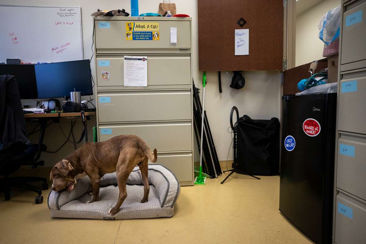 San Antonio animal shelter may fall below ‘nokill’ standard