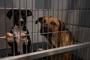 San Antonio animal shelter may fall below ‘no-kill’ standard