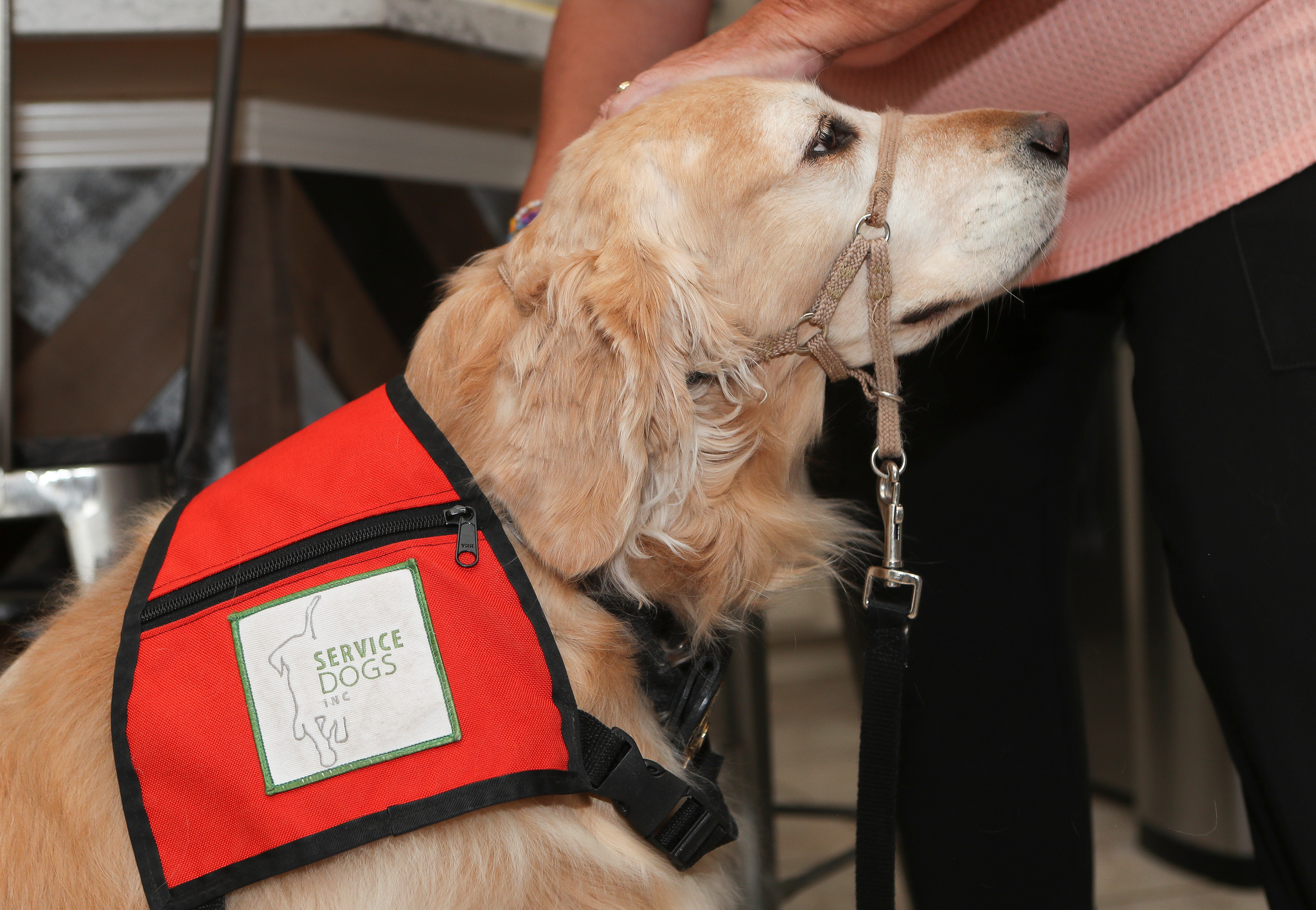 Frontier airlines service dog policy hot sale