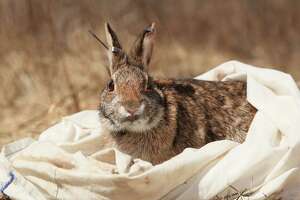 Connecticut’s native rabbits need help to survive