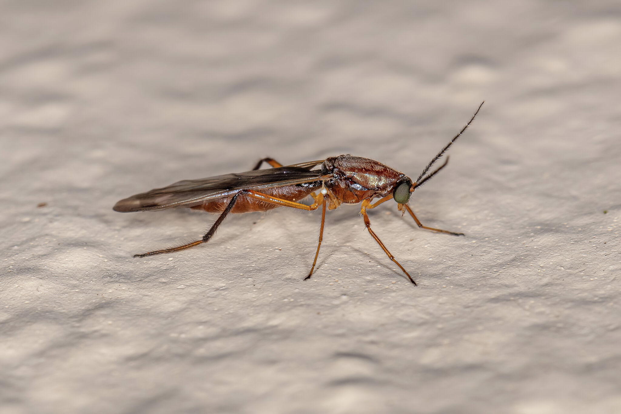 TX paper fired journalist who reported bug infestation, DOL says - Vimarsana News