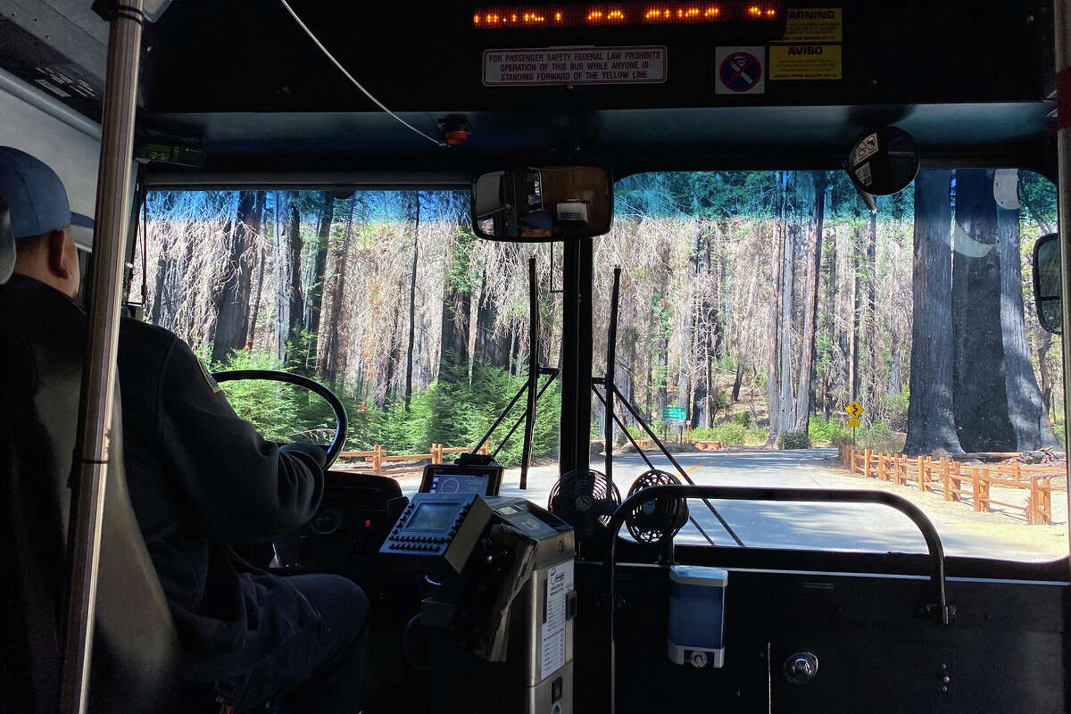 Big Basin Redwoods State Park seen through the 35 bus. 