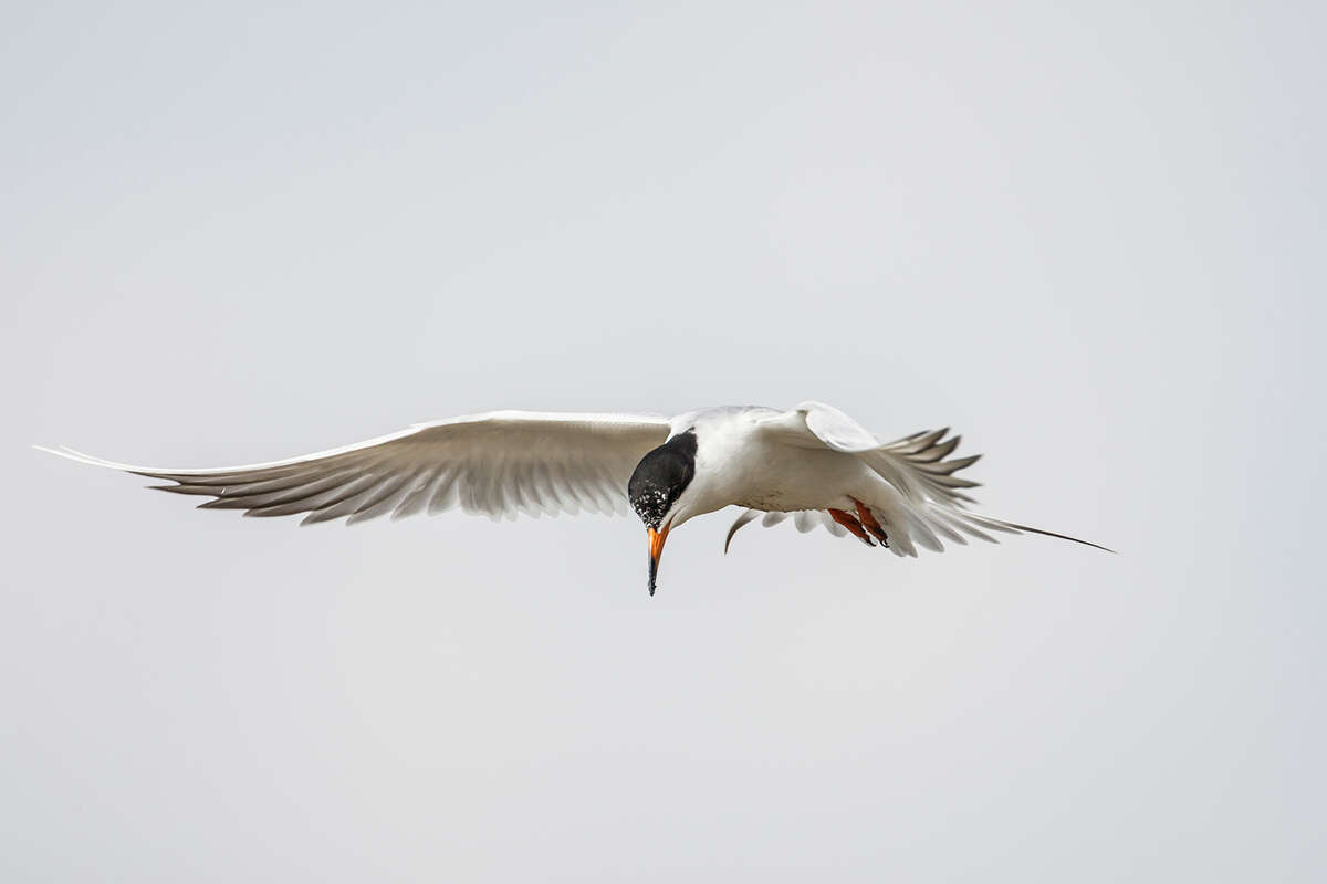 Forster's tern flies like an aerial acrobat in smooth swoops over the water. Photo Credit: Kathy Adams Clark. Restricted use.