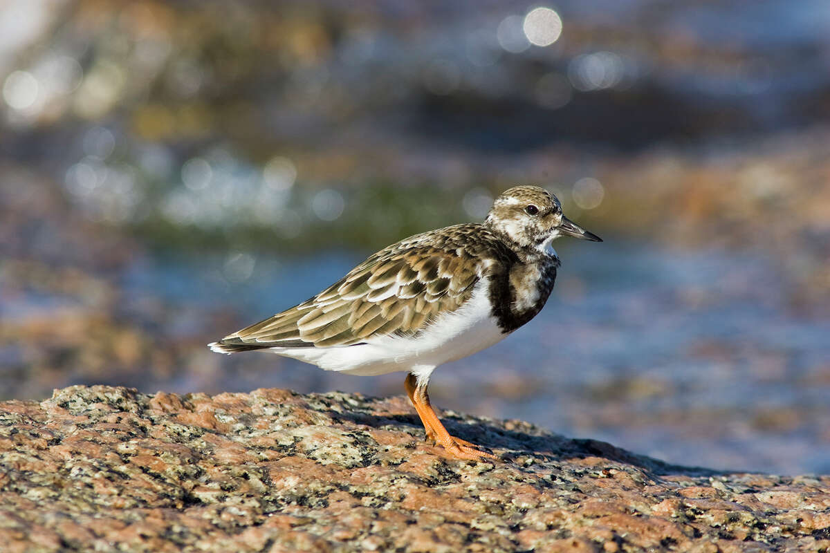 Ruddy turnstone and other shorebirds are moving through the area on the way to their winter homes. Look for turnstones on the sides of jetties and around seaweed and driftwood. Photo Credit: Kathy Adams Clark. Restricted use.