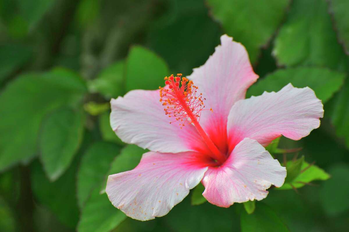 For bold statement in summer, consider hibiscus for Texas gardens