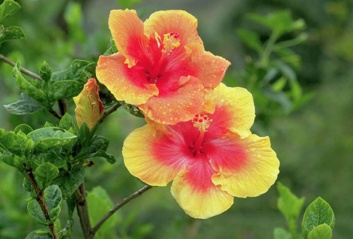 Tropical hibiscus are best planted in containers that can be brought indoors during a freeze.