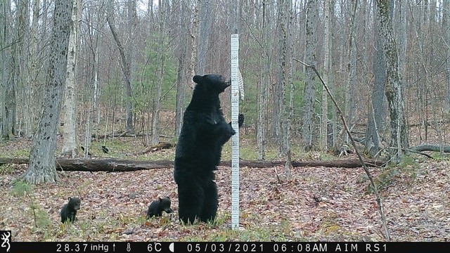 Scientists, students collect images of Adirondacks creatures - Vimarsana News
