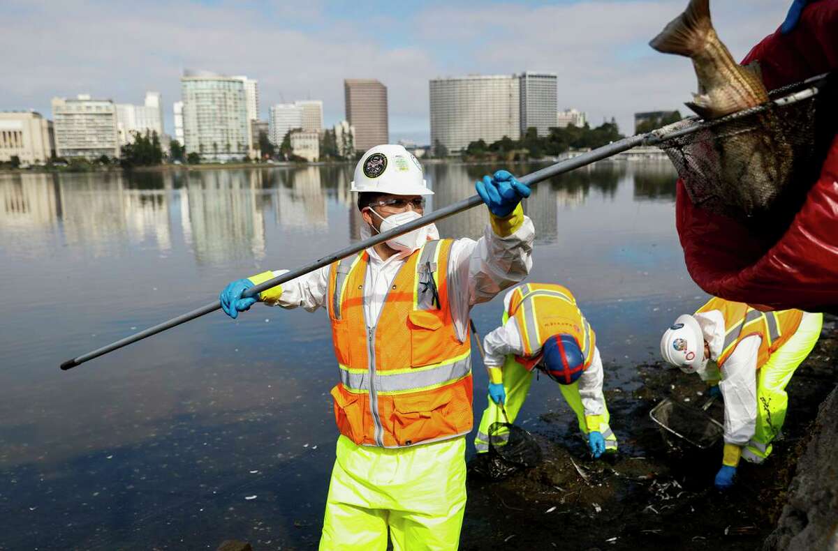 Crews clean up dead fish along the shoreline of Lake Merritt near in Oakland that washed ashore due to a harmful algal bloom spreading across the Bay.