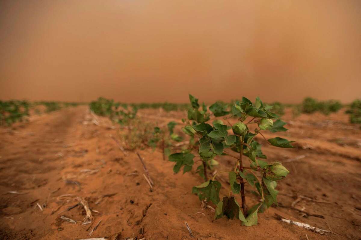 A dust storm blows over a cotton field ahead of a late summer thunderstorm Monday in Terry County. Cotton production is expected to be at its lowest level in years.