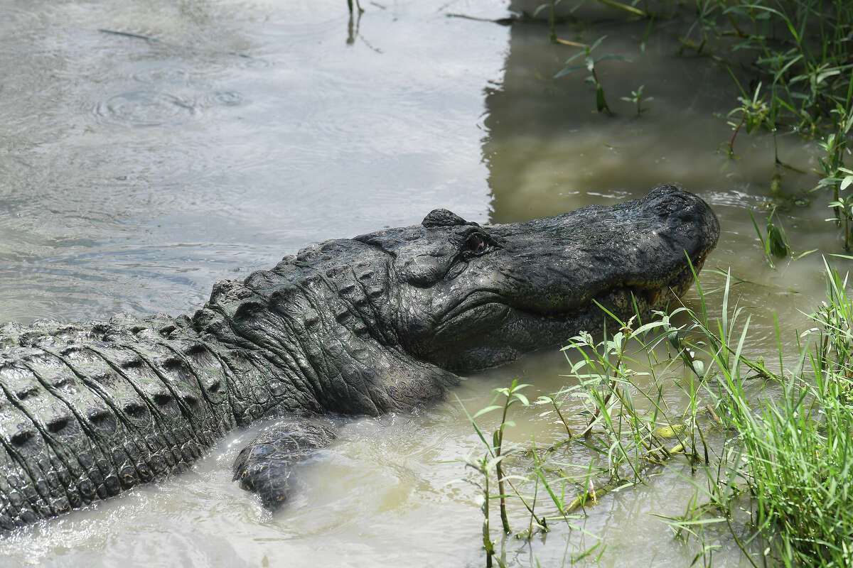 Gator Country alligators star in this Christmas tale