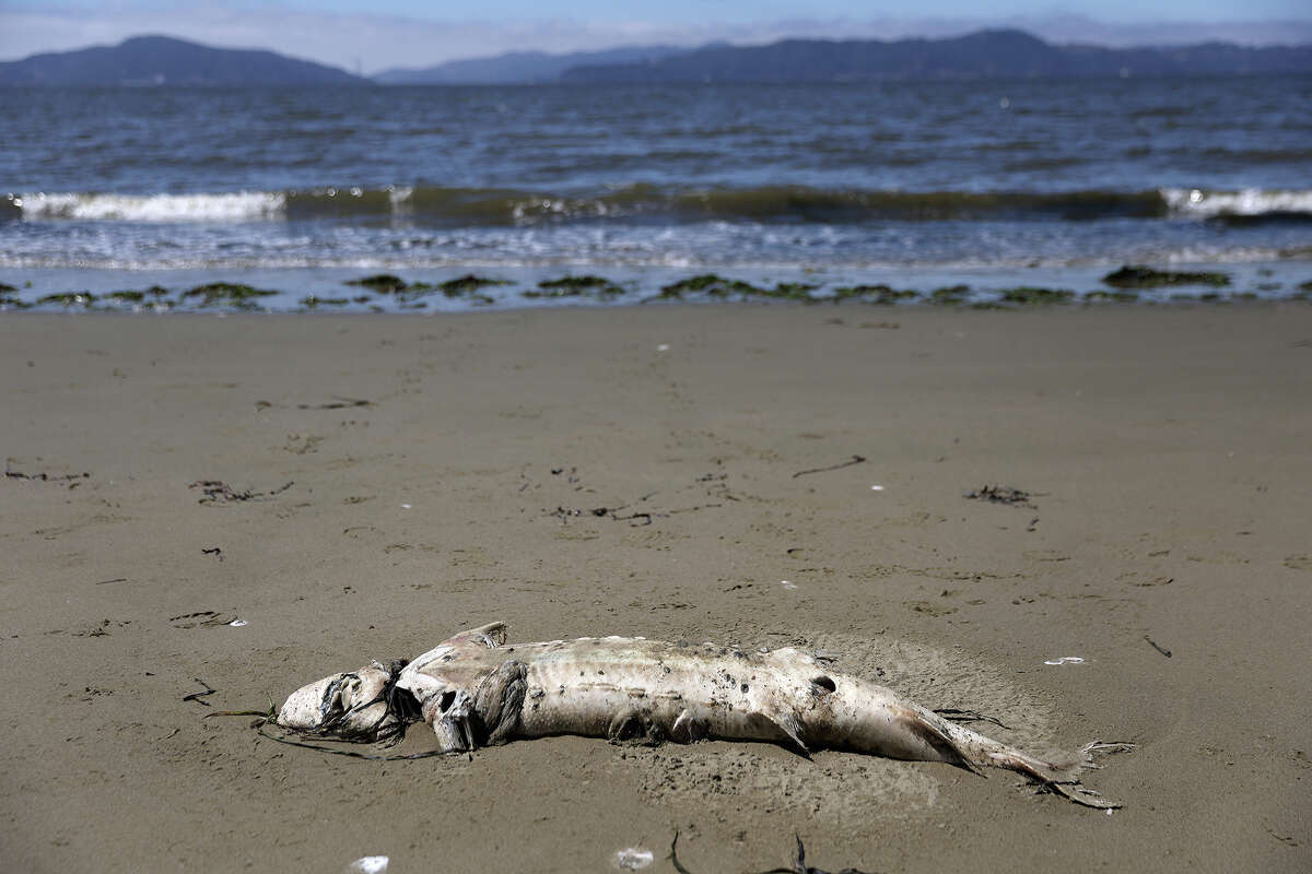 A dead sturgeon sits on the shore of the San Francisco Bay at Keller Beach on Aug. 29, 2022, in Richmond, Calif. 