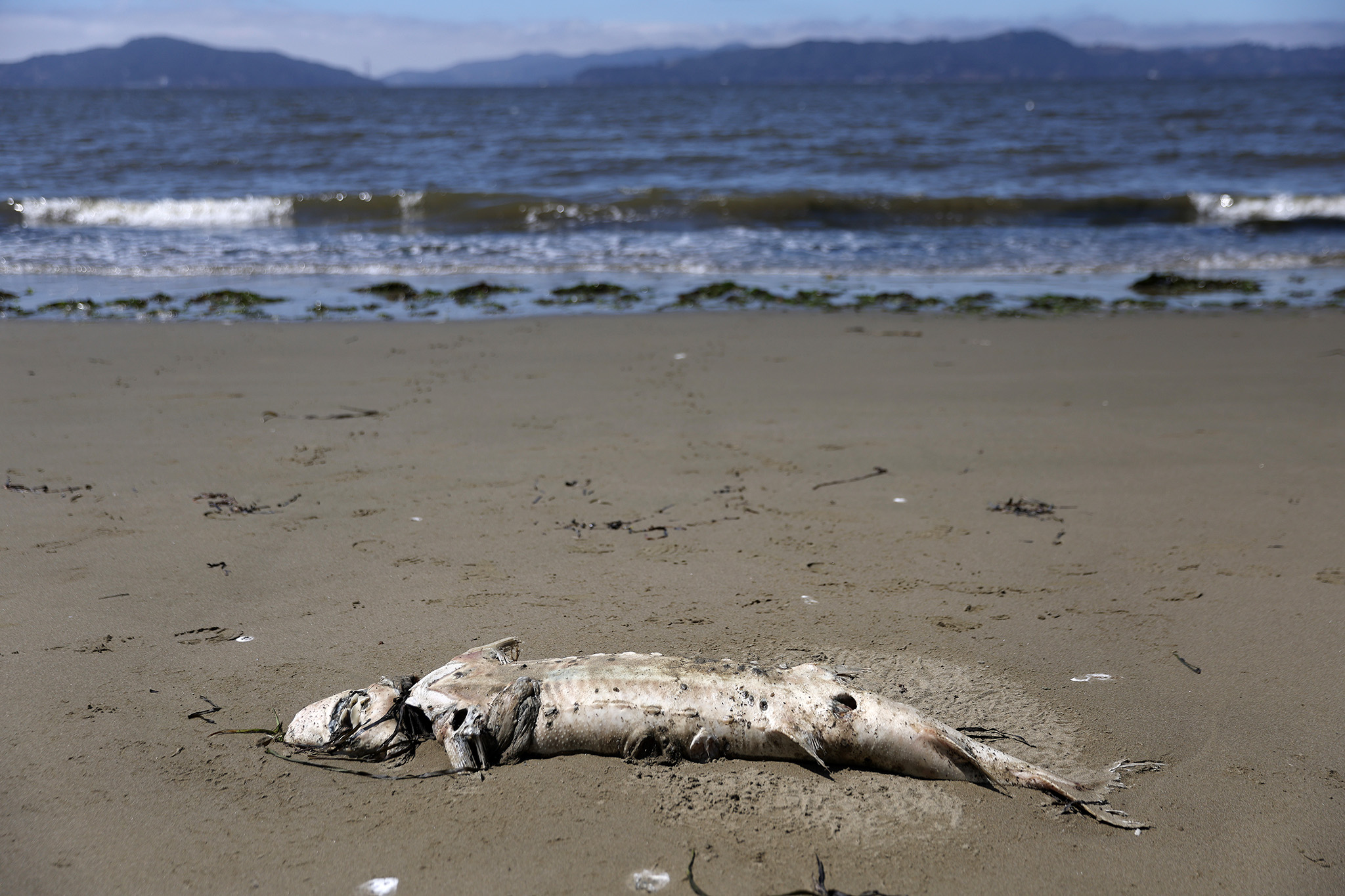 Is it safe to swim in San Francisco Bay with the algal bloom?