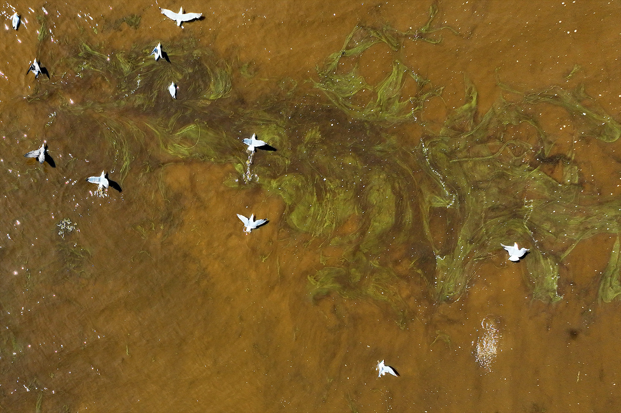 Algae bloom dangerous to fish is confirmed in East Bay