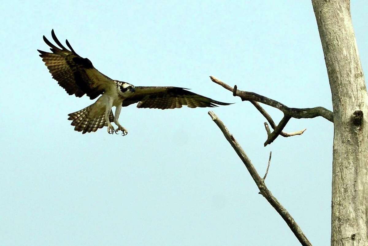 An osprey lands on a tree as students take part in Audubon Connecticut's Wildlife Guards, a summer program to track and help protect wildlife at Pleasure Beach in Bridgeport, Conn., on Wednesday July 10, 2019. There were only six nesting osprey pairs in the state by the 1970s thanks to the damage caused by DDT. Once the federal government banned the insecticide and people started building osprey nesting platforms, the raptor soared back.