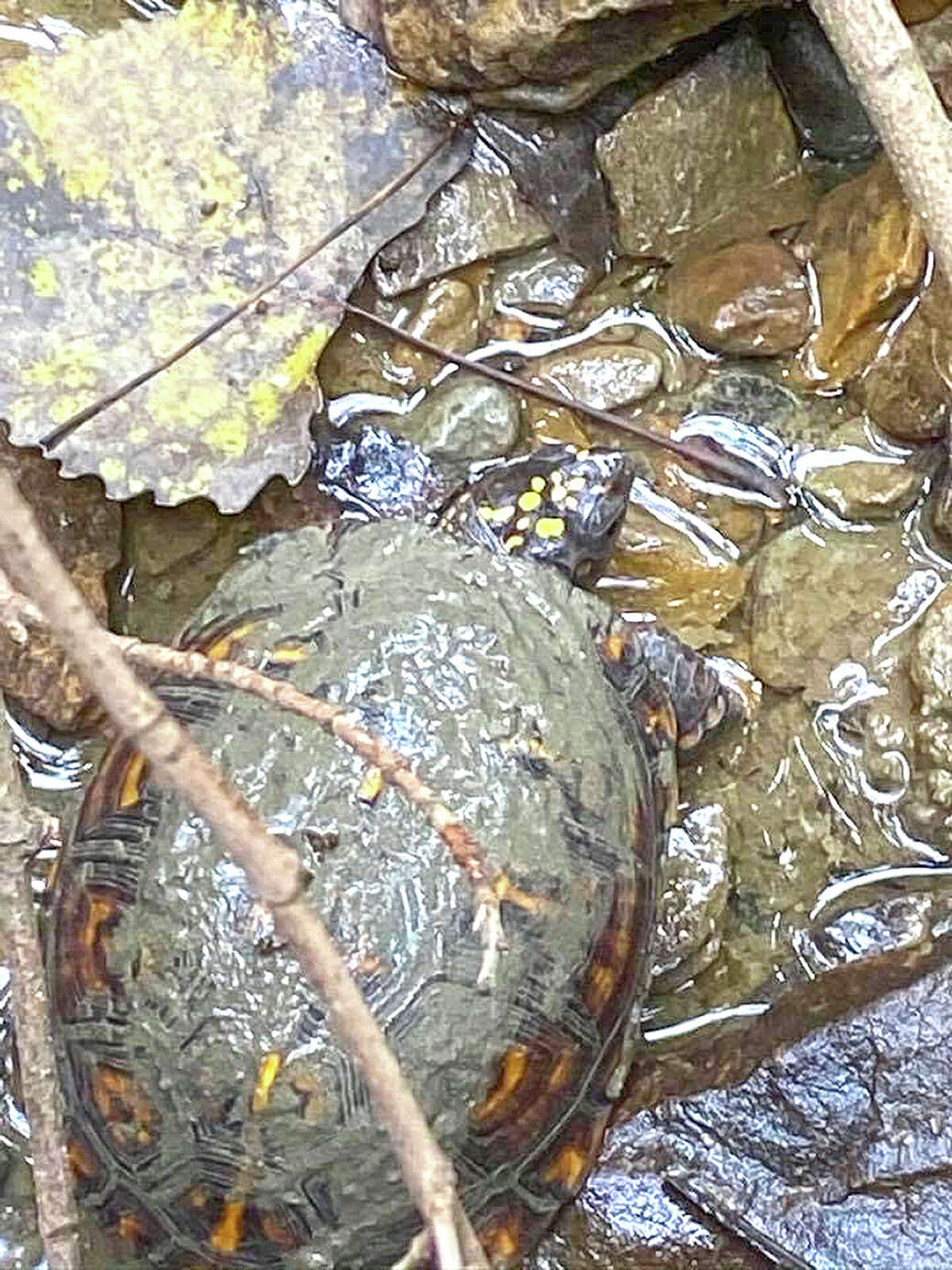 A turtle makes its way through the waters of Birch Creek outside Roodhouse.