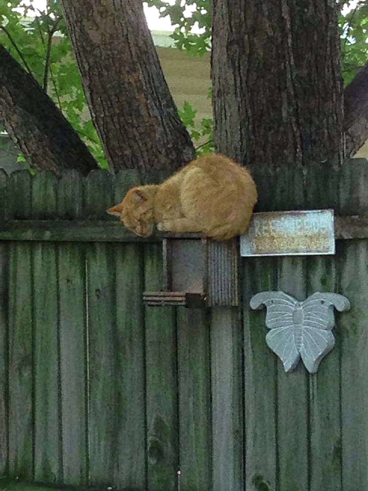 Simon the cat tries to keep squirrels away by lying on top of their feeders.