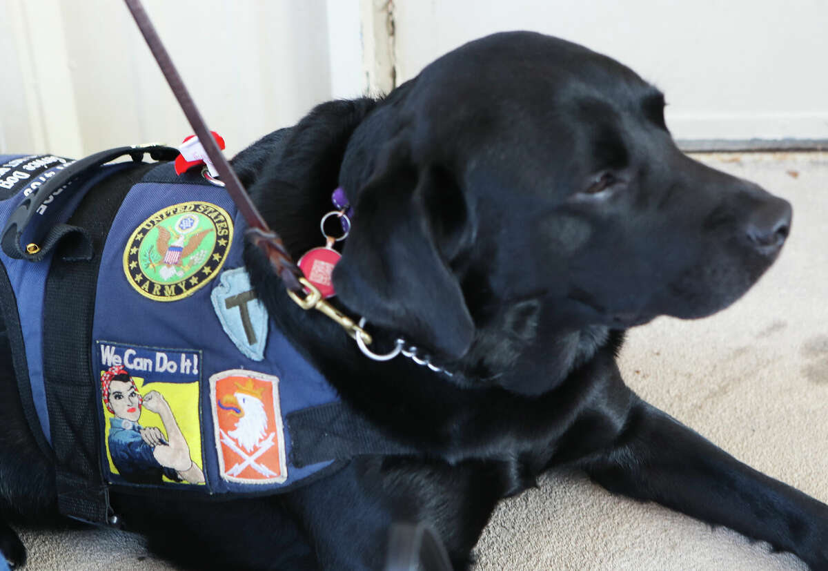 Patches are seen on the vest of Beignet, an American black labrador and service dog, Thursday, Sept. 1, 2022, in Conroe.