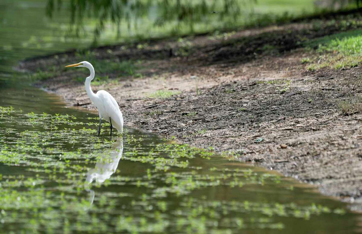A whooping crane waits for food along the receding water of Bo Fleming pond, Thursday, Sept. 1, 2022, in Spring. While recent drought has left most of the ponds and lakes around The Woodlands low, officials with The Woodlands Township and the San Jacinto River Authority say it hasn’t diminished the level of aquatic life. SJRA officials report the area has received 10 inches more rain so far this year than in the same time during 2011’s drought.
