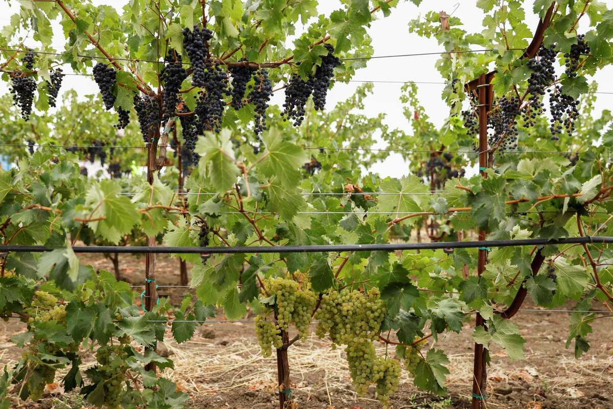 在卢瑟福的尼尔家族葡萄园，红葡萄种植在白葡萄之上。