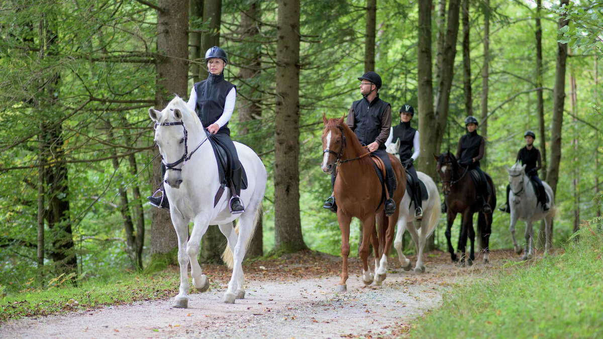 People riding horses on dirt road in forest.