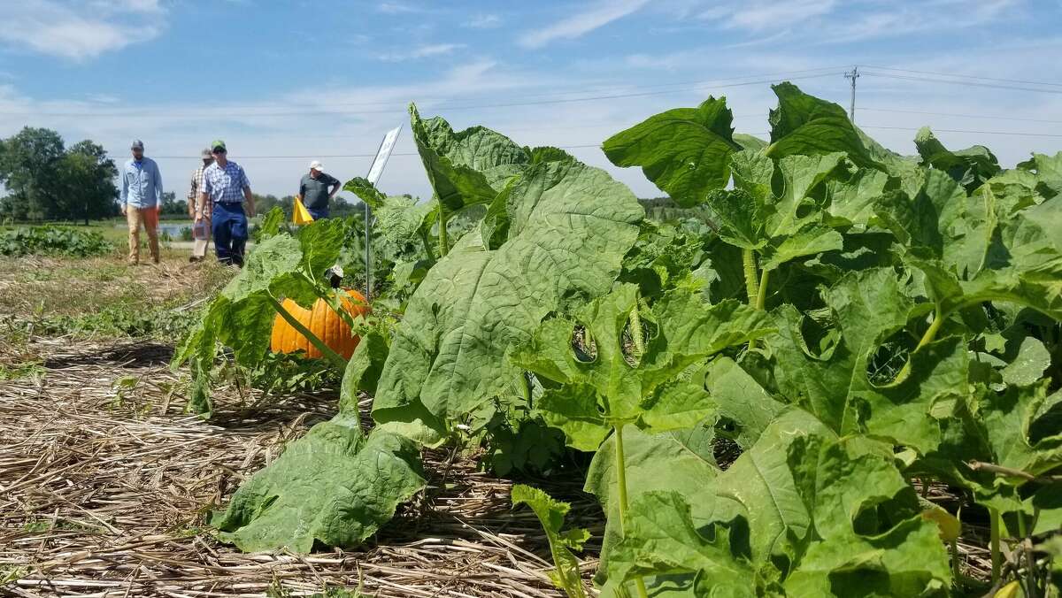 The Illinois Extension Service held their 2022 Pumpkin field Day at Eckert's Orchard in Belleville this Thursday. 