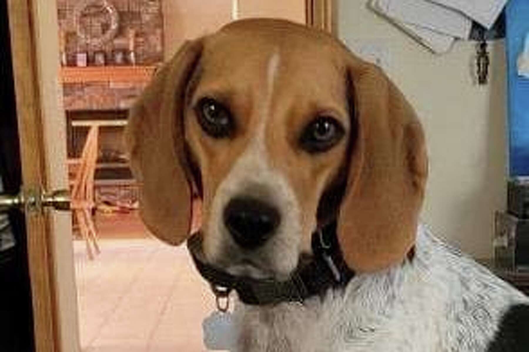 Do Beagles Howl At Night