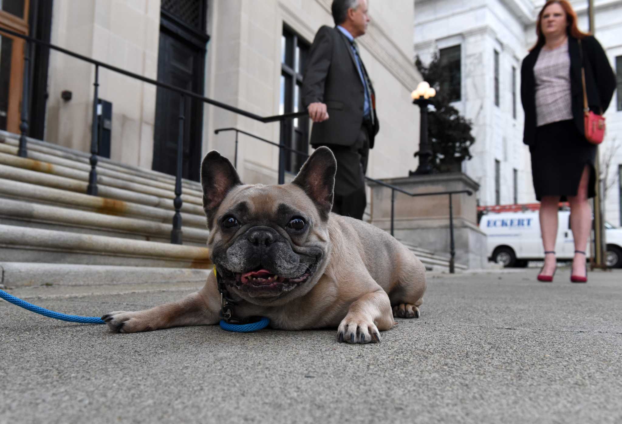 Dogs ease stress, bring laughs in Rensselaer County drug court - Vimarsana News