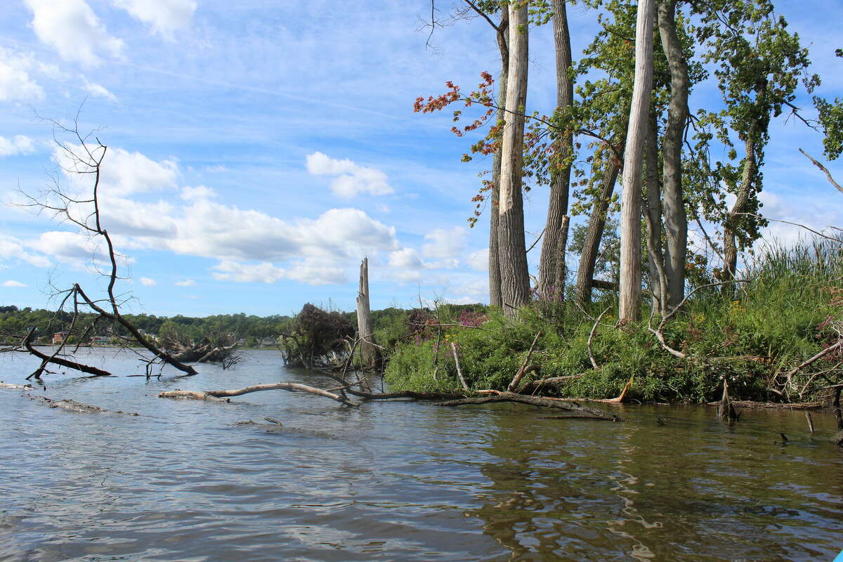 The southern tip of Coxsackie Island, with the village of Coxsackie visible in the background.
