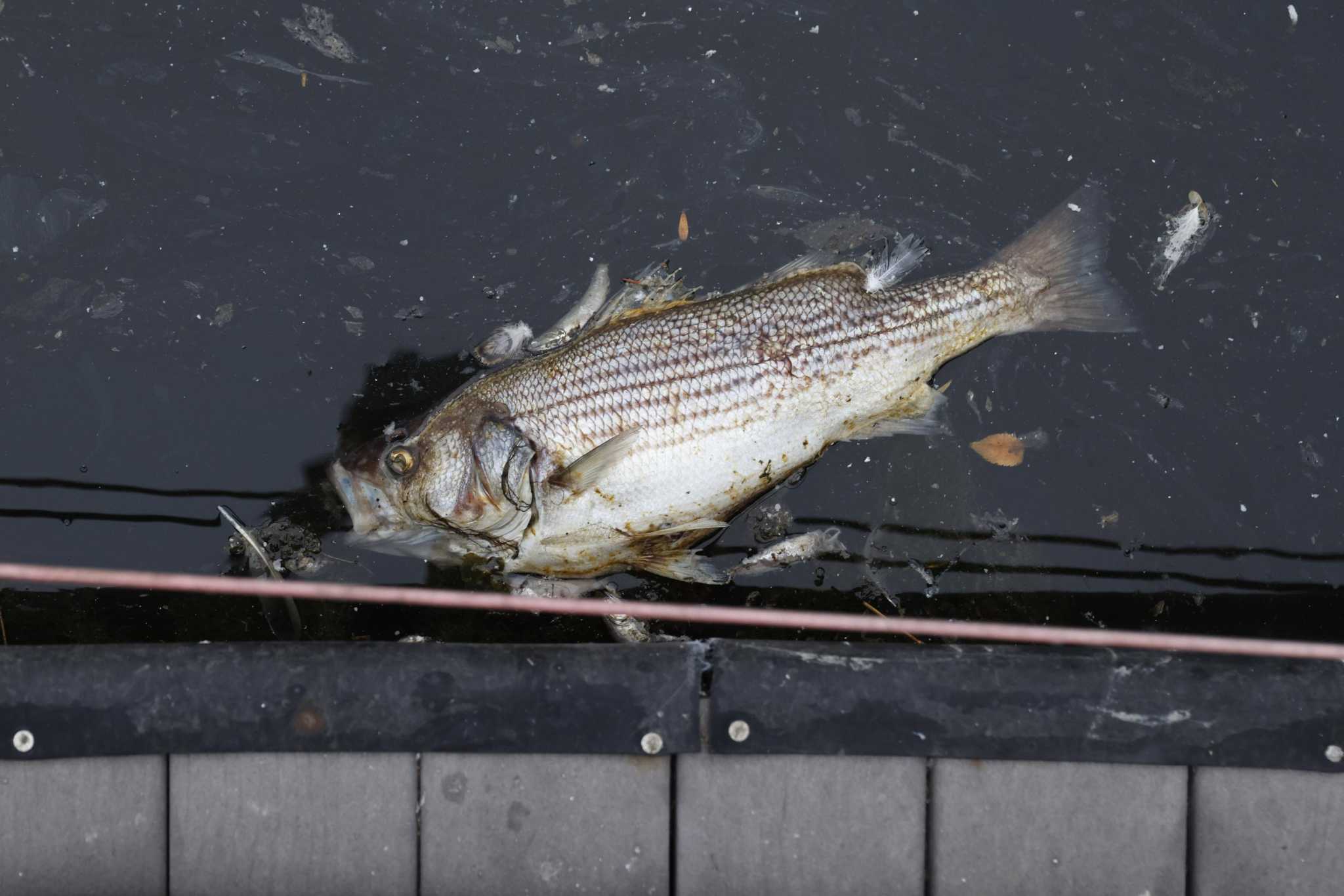 Bay Area algae bloom: Prepare for 'large-scale' fish deaths in coming days, officials warn - Vimarsana News