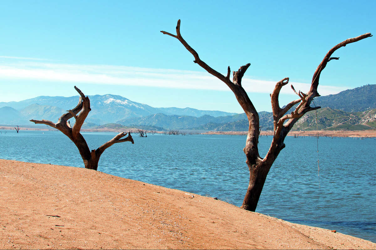 Dead trees and trunks along the banks of the Kern River where it enters drought-stricken Lake Isabella.