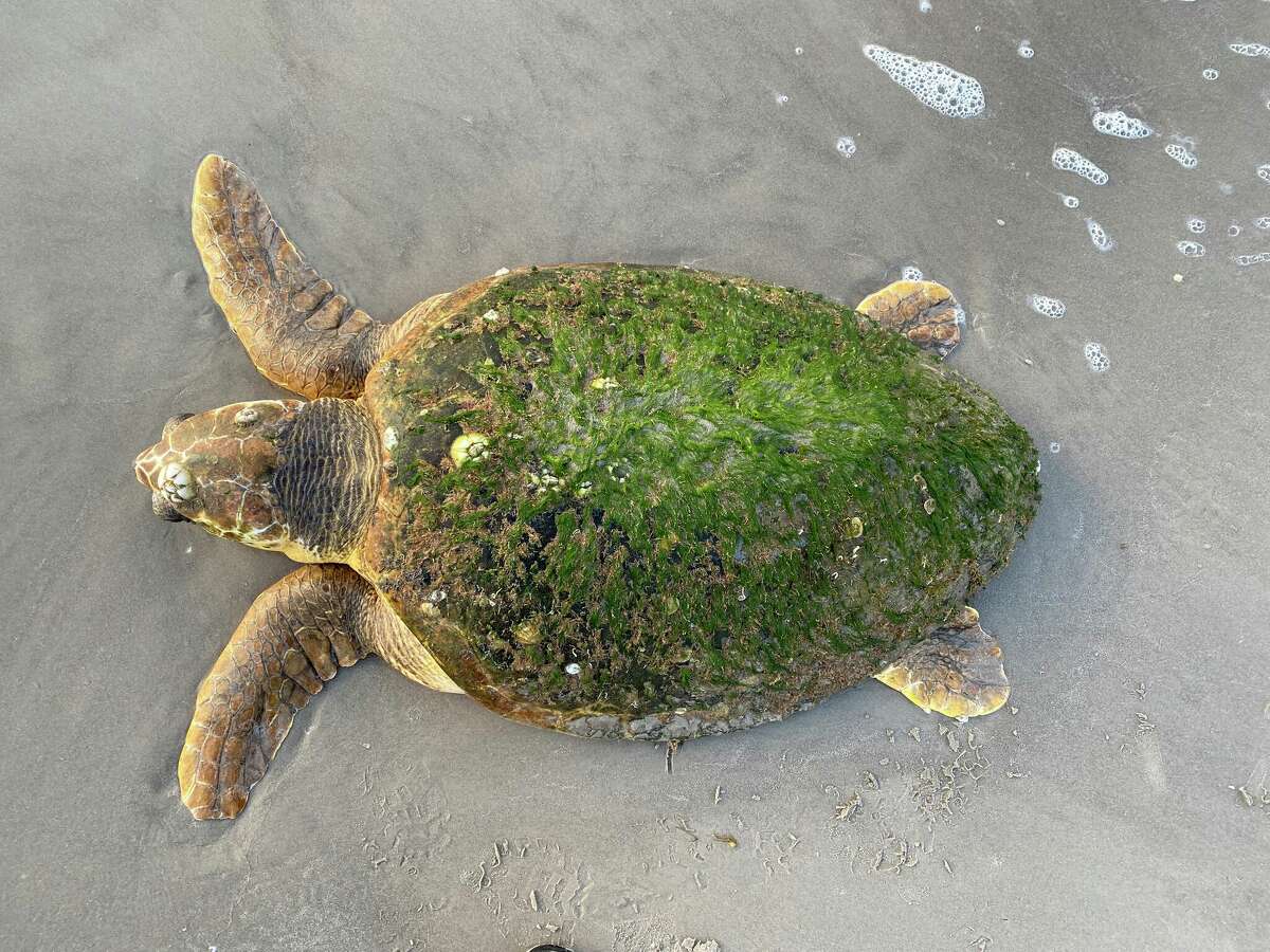 Officials are asking for help after seeing a record-high of 282 sea loggerhead turtles found stranded on the Texas Coast.