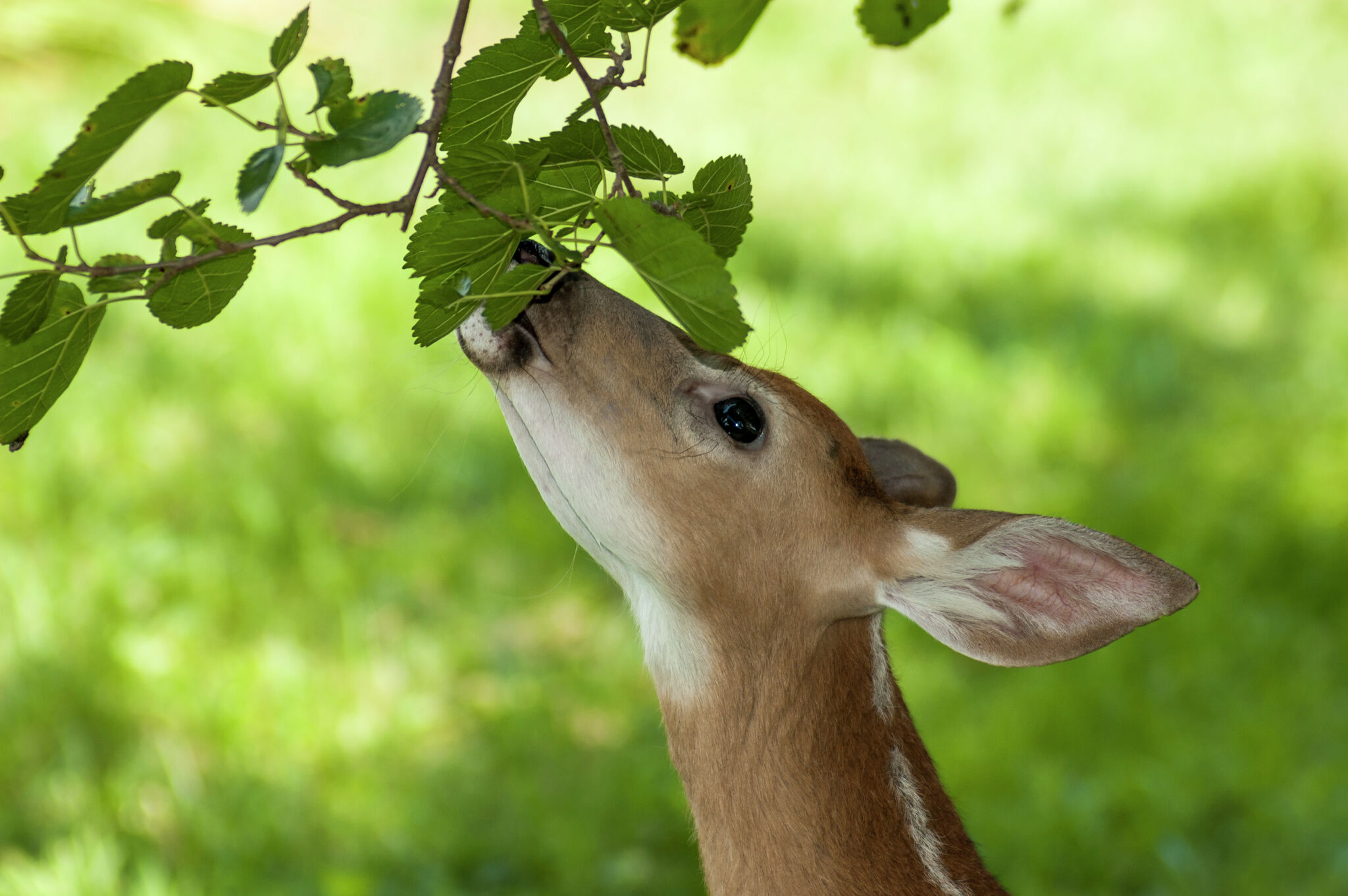 Deer Eating Leaves