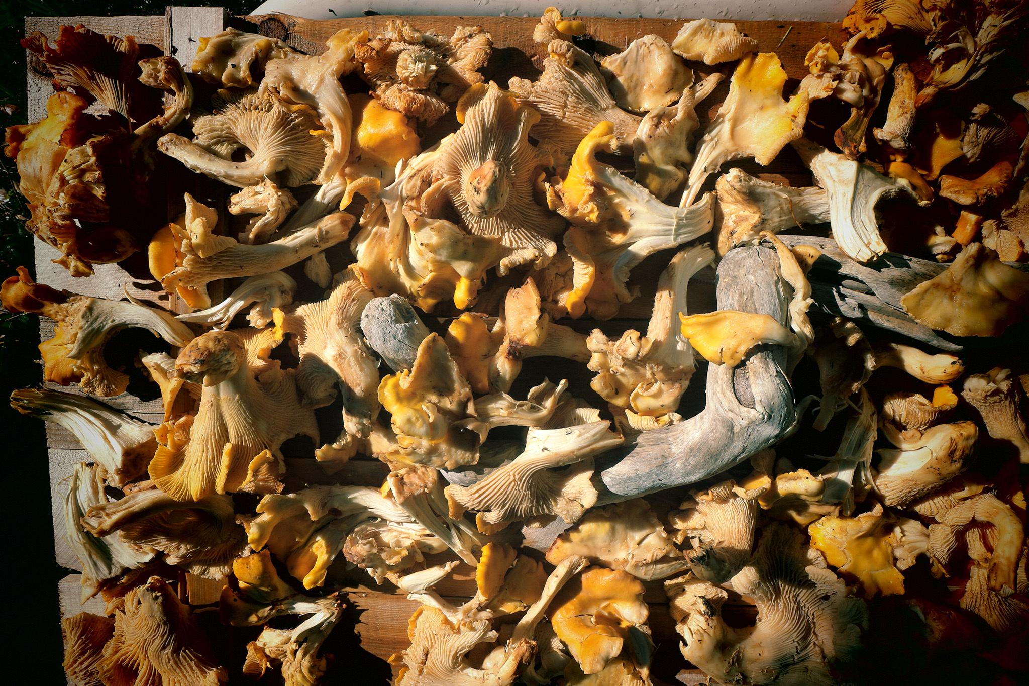 CT's prized edible mushrooms nearly all gone amid drought - Vimarsana News