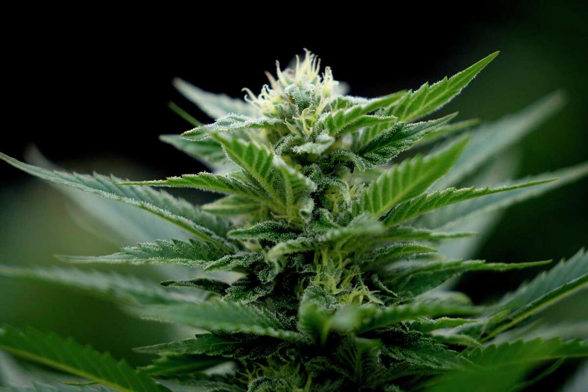 A cannabis flower is seen at the Cleaver Leaves plant, a company that produces cannabis for medical purposes, in Pesca, Colombia, Thursday, Sept. 1, 2022. Last year Colombia's government approved the export of dry cannabis flower for medical purposes. And legislation to allow the sale of the cannabis for recreational use is currently under discussion. (AP Photo/Fernando Vergara)