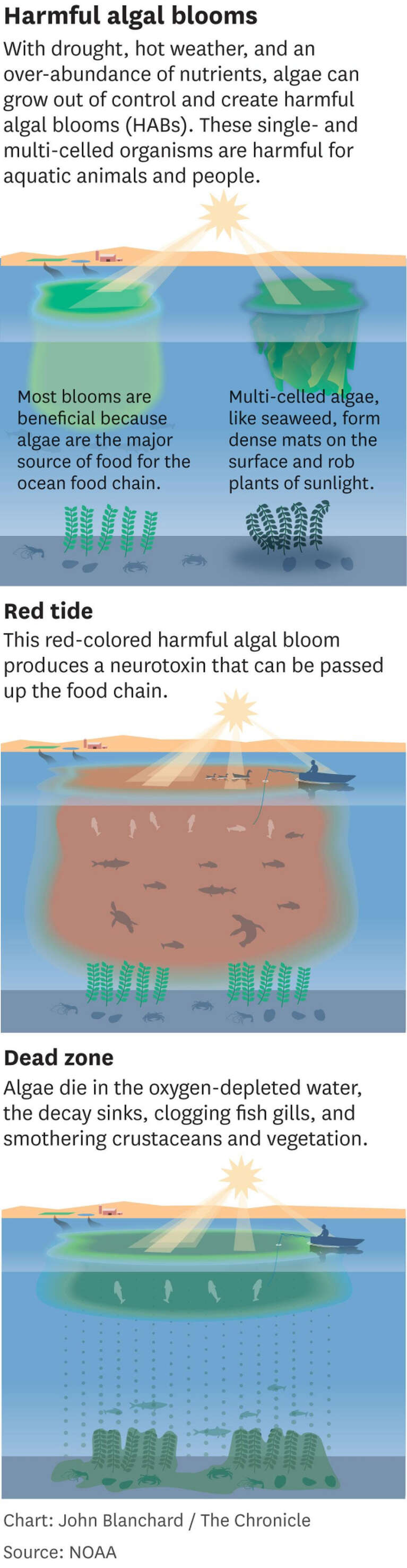algal blooms diagram