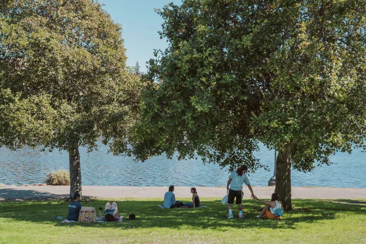 在奥克兰的梅里特湖，树荫为人们遮阳。