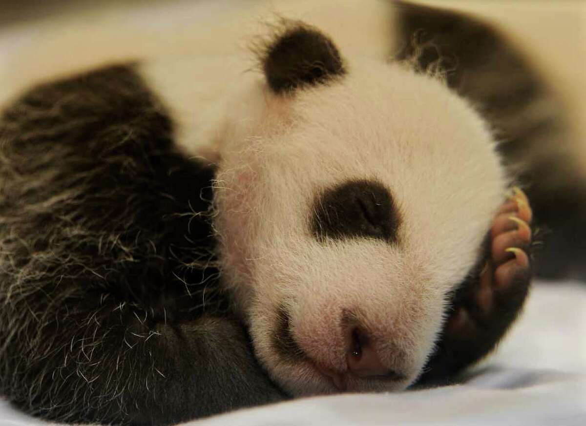 Newborn pandas in Madrid