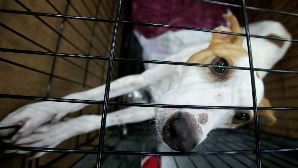 A dog looks up through its pen during a mega pet adoption event at George R. Brown Convention Center Saturday, Sept. 3, 2022 in Houston. More than 1,000 rescue cats, kittens, puppies and dogs from at least 14 shelters and rescue organizations brought animals to the event, seeking new homes for the animals. Adoption fees are $35 and include vaccinations, microchipping, and spay or neuter services. The event will run through Sunday.